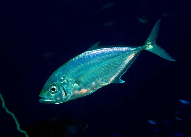 Carangoides plagiotaenia